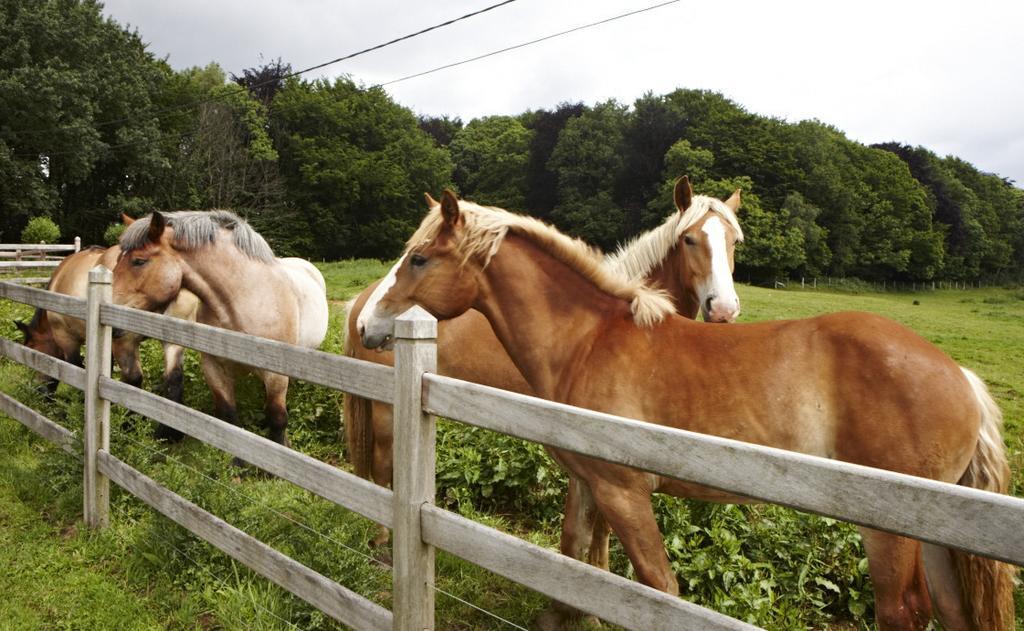 Vacation Home Landgoed De Monteberg Dranouter 部屋 写真